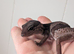 Subadult African fat Tail gecko