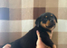 Now ready to leave German rottweiler puppies