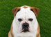 Beautiful Old English Bulldog