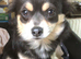 Pomchi puppies.