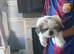 Shih tzu puppies