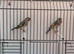 2025 goldfinch proven pair