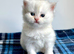 Copper Silver British Longhair Female
