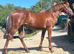 Appaloosa x yearling filly.