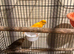 Canaries with cage
