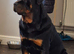 Rottweiler for stud