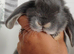 Beautiful mini lops