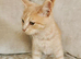 Ragdoll X BSH Kittens
