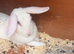 Lop cross dwarf