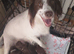2 female cocker spaniel pups