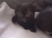 4 kittens looking for a Home