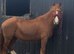 Welsh cob cross