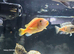 Red zebra Cichlids