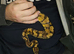 Gorgeous ball python