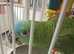 6 month old blue front for sale