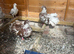 3 fantails for sale