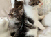 Kittens