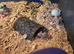 Mice