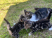 Selling my beautiful kittens