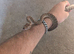 Centralian Carpet Python