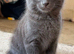 Beautiful Kittens Ready Now