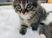 British long hair mix kittens