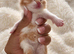 Exceptional quality British shorthair kittens