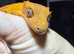 * Young Crested gecko and Setup*