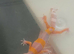 Baby leopard gecko