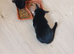 10 weeks kittens