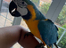 Tame 10 Month Old Male Blue & Gold Macaw
