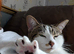 Young Female DSH Cat Needs New Home