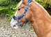 Stunning 16h chestnut cob gelding 4 yrs old