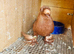 JDB pigeon