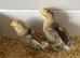 Cream Crested Legbar female chicks available