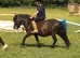 Beautiful registered standard shetland