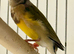 Young Gouildan Finch male orange head when coloured up