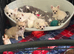 One boy. One girl both white & cream chihuahua puppies KC registered ready to go now