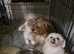 Maltese beaver terrier/ German terrier