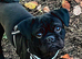 Selling my two year old pug