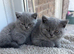 GCCF Pedigree British Shorthair Kittens - stunning blue/grey