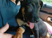 6 month old German pinscher