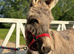 Pair of bonded donkeys
