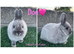Pure breed Netherlands dwarf does