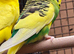 A Pair of budgies looking for new home