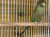 Black face budgies