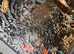 Goldfish outdoor pond various beautiful colours large sizes up around 9 inches all young plenty of life in them