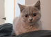 Beautiful BSH female