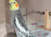 Cockatiel