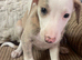 Fabulous Litter of Whippet Pups For Sale